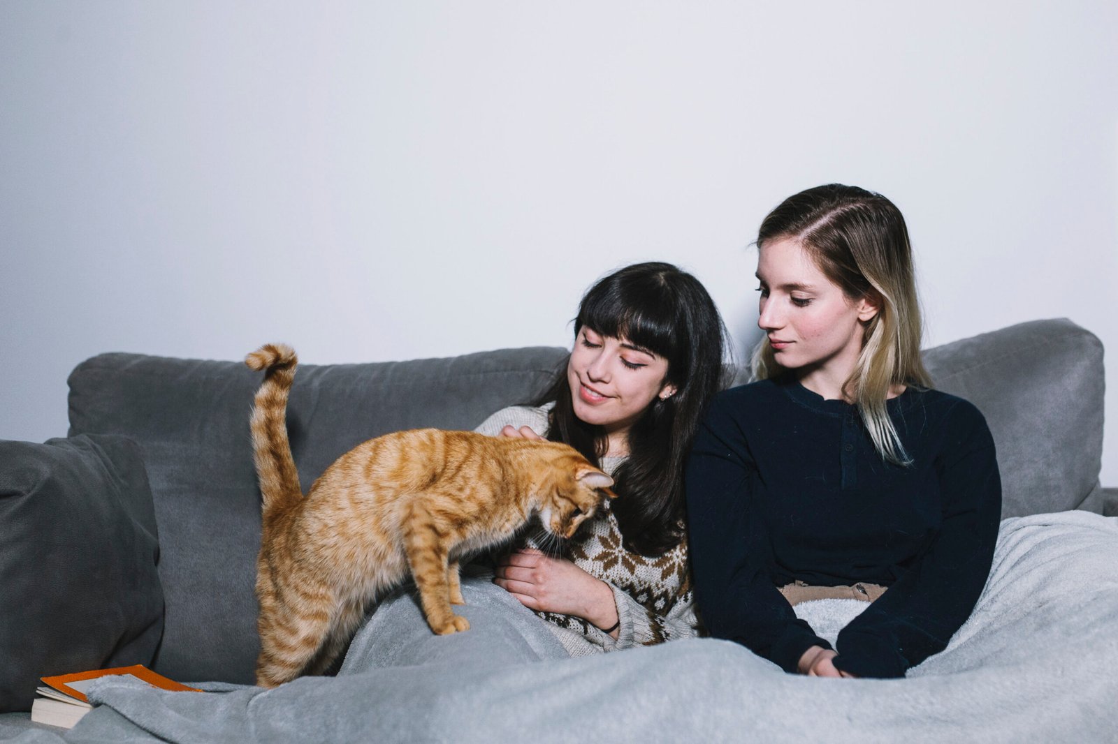 How Long cat Pregnant