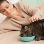 Best Kitten Wet Food: Top Nutrient-Rich