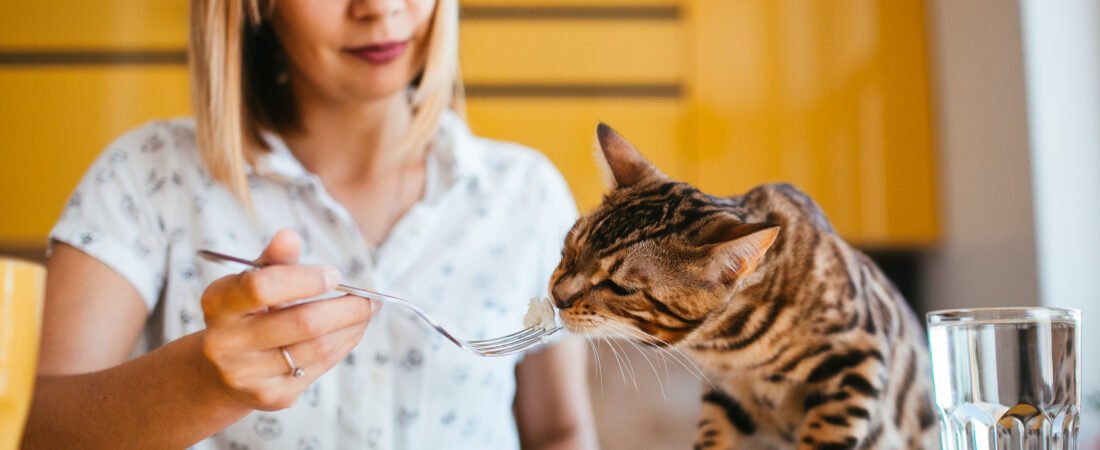 Can Cats Eat Peanut Butter Safely? What Every Pet Owner Should Know