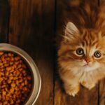 Best Dry Cat Food