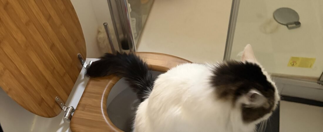 My Cat Pees and Poos in the Toilet: How I Successfully Trained My Cat