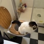 My Cat Pees and Poos in the Toilet