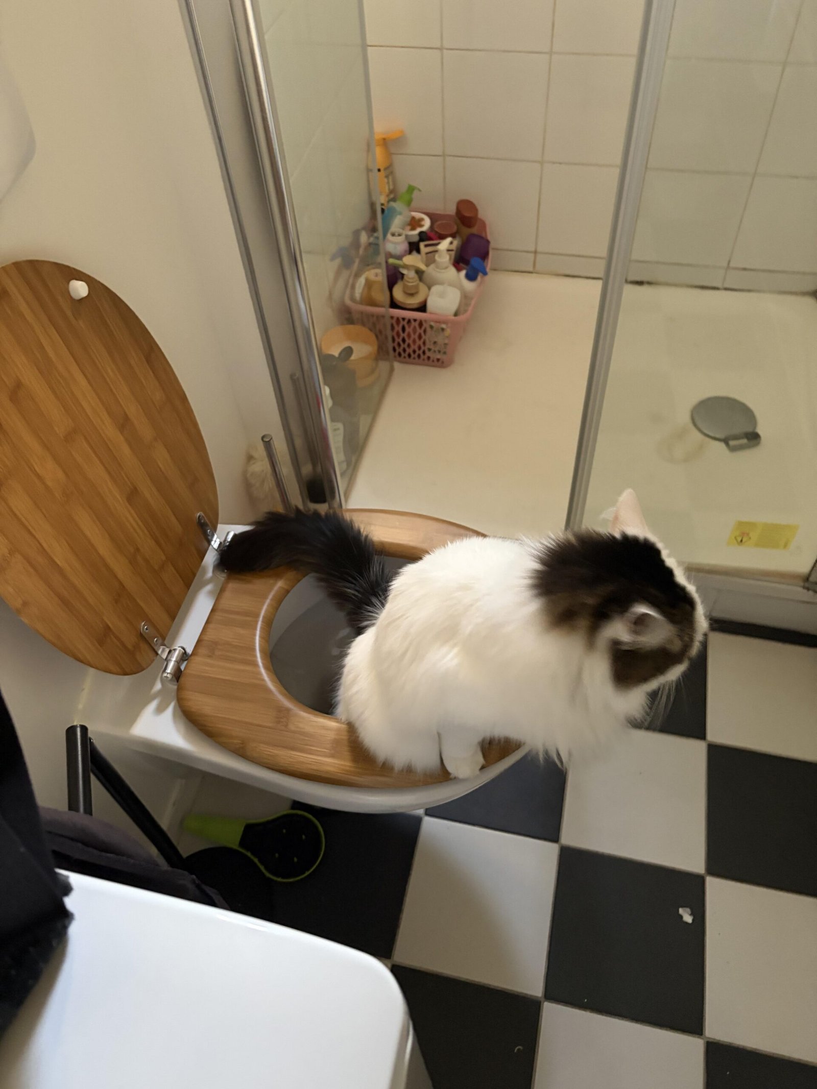 My Cat Pees and Poos in the Toilet: How I Successfully Trained My Cat