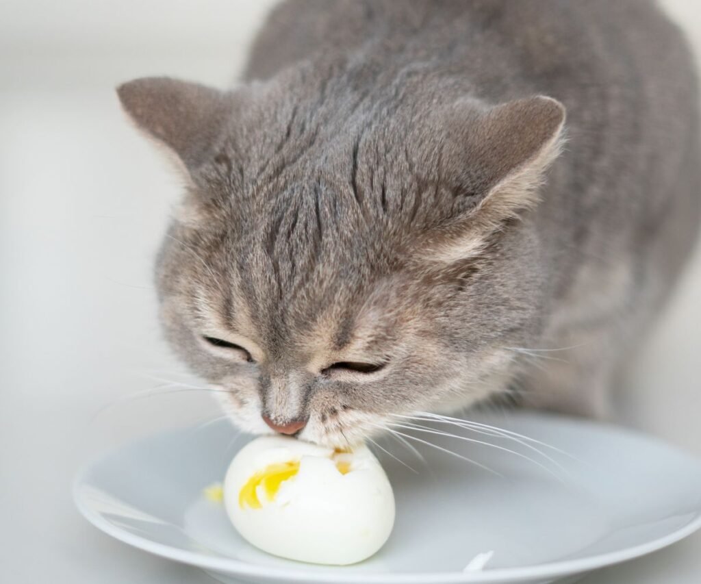 Can Cats Eat Eggs