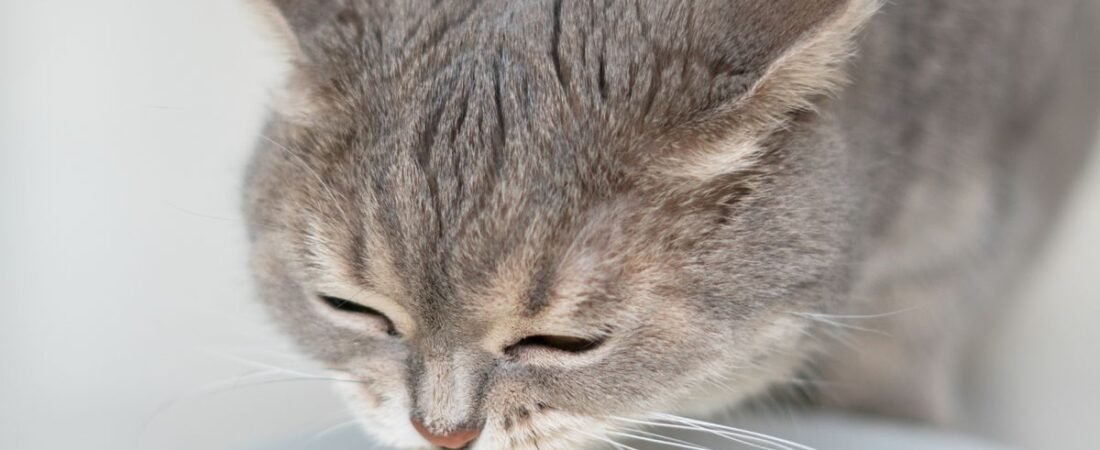 Can Cats Eat Eggs? Learn If Eggs Are Safe for Cats: A Guide to Feline Nutrition