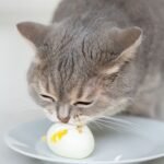 Can Cats Eat Eggs