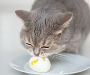 Can Cats Eat Eggs